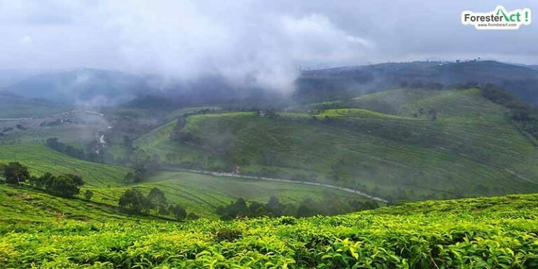 Kebun Teh Kaligua Bumiayu