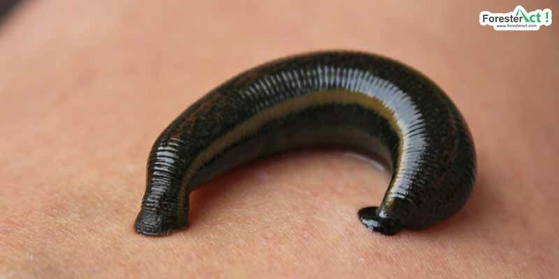 Terapi lintah (pixabay.com) Terapi lintah (pixabay.com)