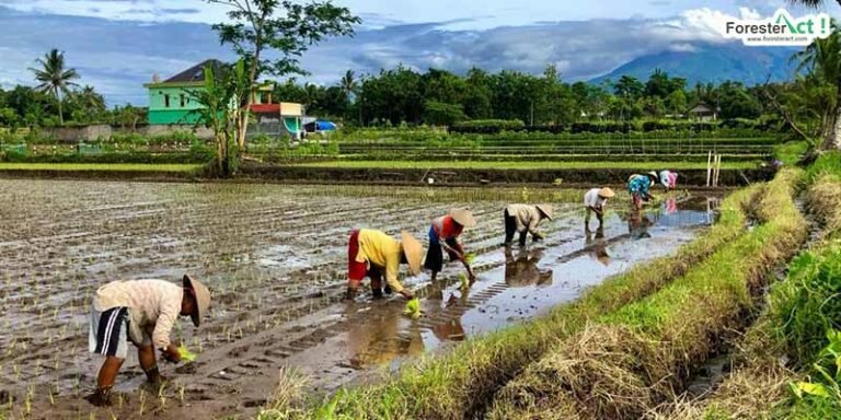 Transformasi Sosial Budaya Masayarakat Desa dan Pinggiran Hutan