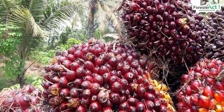 Buah Kelapa Sawit
