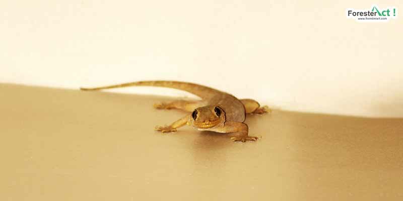 Cecak (pixabay.com) Cecak (pixabay.com)