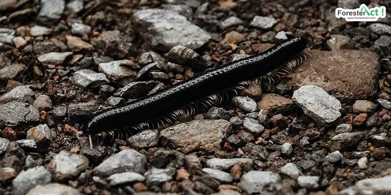 Kaki seribu yang sedang melata Kaki seribu yang sedang melata