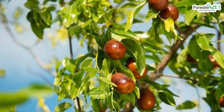Pohon Bidara