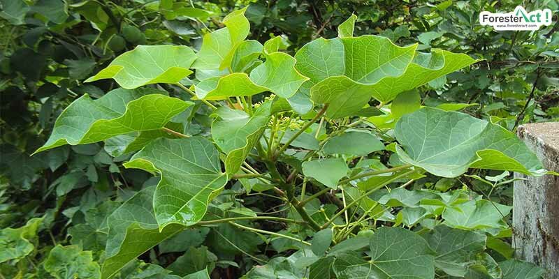 Tanaman Jarak (herbalismart.com) Tanaman Jarak