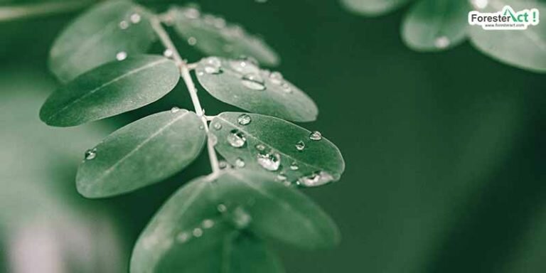 Daun kelor (pexels.com)