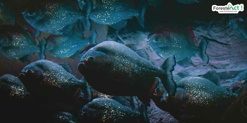 Piranha (pixabay.com) Piranha (pixabay.com)