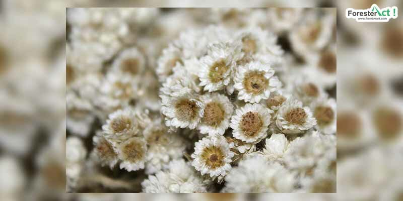 Dijuluki bunga abadi (pixabay.com) Dijuluki bunga abadi (pixabay.com)