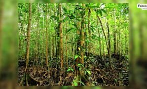 Pohon bajakah (pixabay.com)