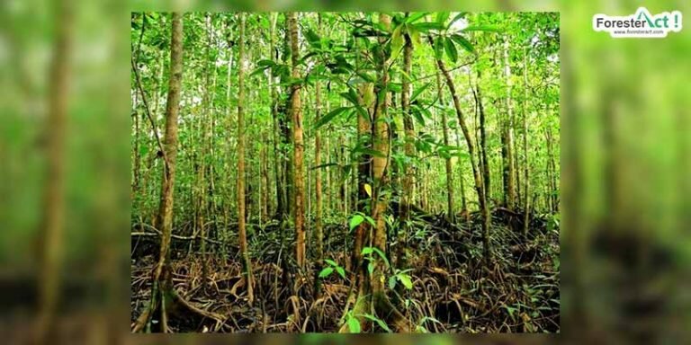 Pohon bajakah (pixabay.com)