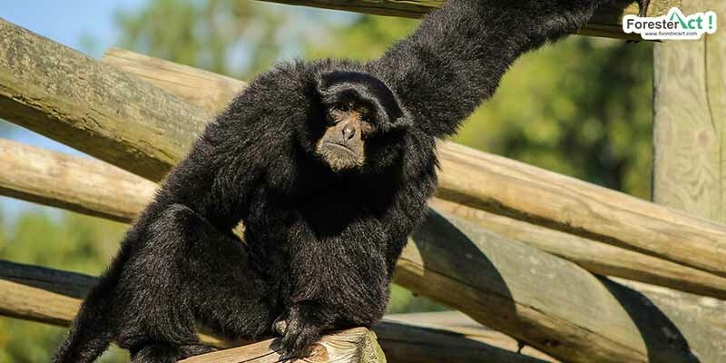 Satwa siamang yang terancam punah