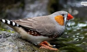 Zebra finch (pixabay.com)