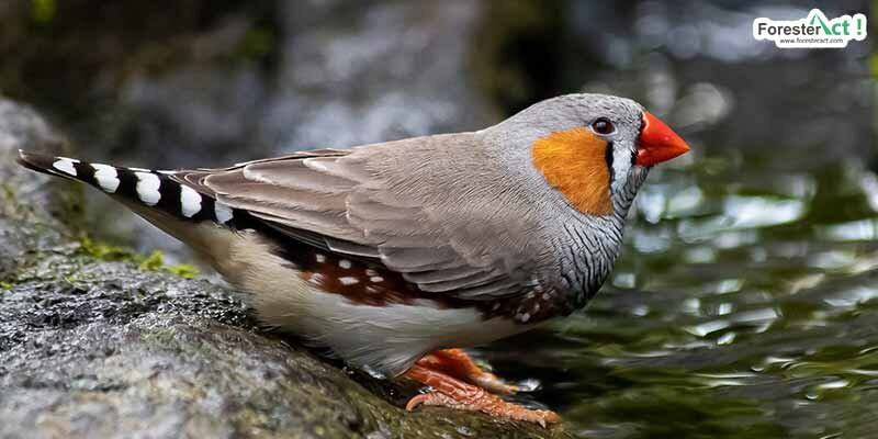 Zebra finch (pixabay.com) Zebra finch (pixabay.com)