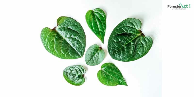 Daun binahong Daun binahong