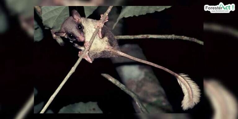Ptilocercus lowii