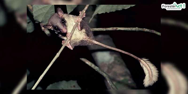 Ptilocercus lowii Ptilocercus lowii