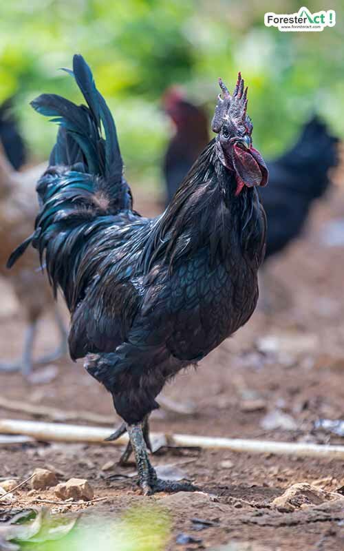 Ayam cemani dewasa (pexels.com) Ayam cemani dewasa (pexels.com)