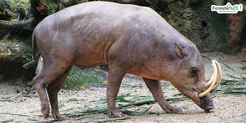 Babirusa