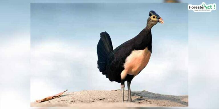 Burung Maleo