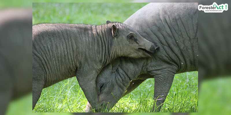 Induk dan anak babirusa Induk dan anak babirusa