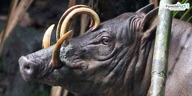 Kepala babirusa