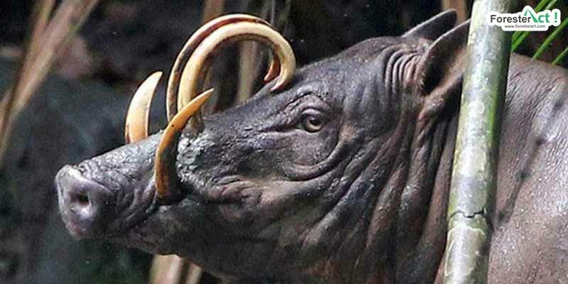 Kepala babirusa