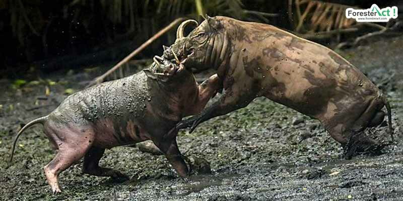 Perilaku babirusa Perilaku babirusa
