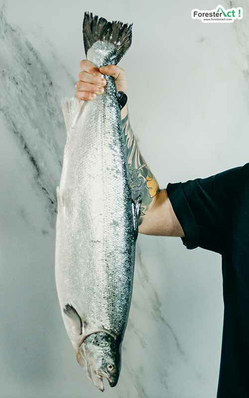 Ikan salmon Ikan salmon