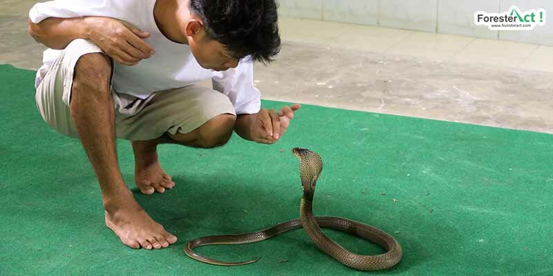 Interaksi kobra dengan manusia Interaksi kobra dengan manusia