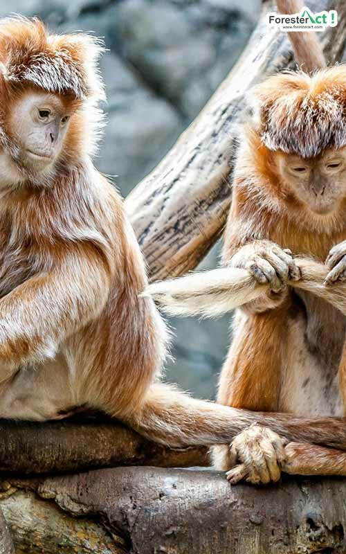 Koloni Lutung Koloni Lutung
