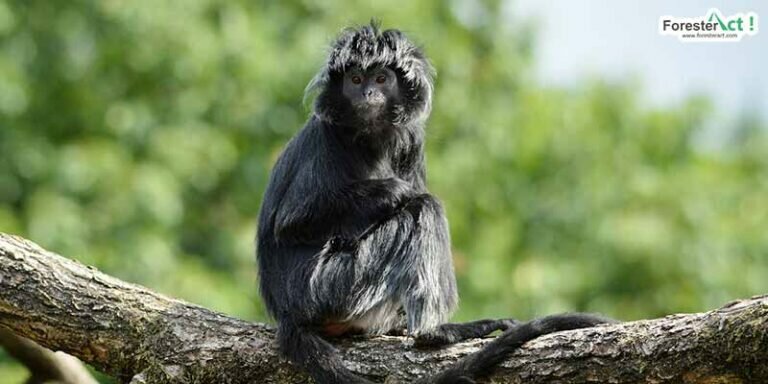 Lutung