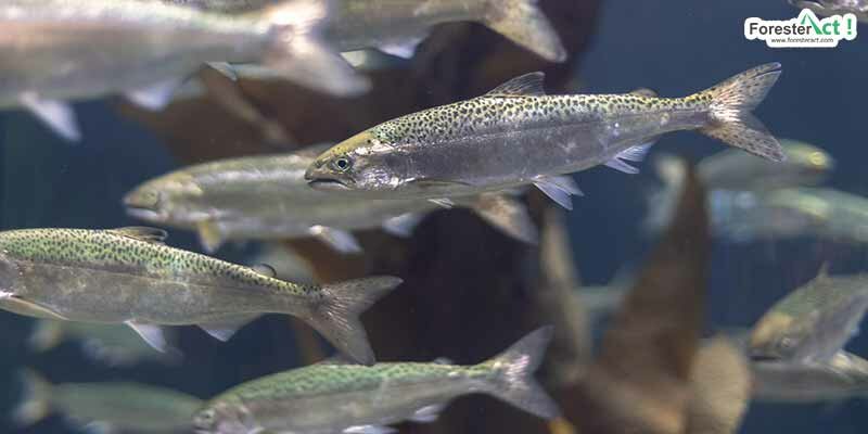 Migrasi salmon Migrasi salmon