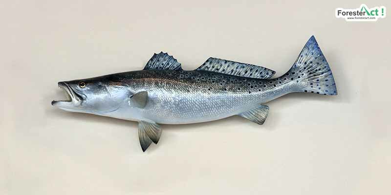 Morfologi salmon Morfologi salmon