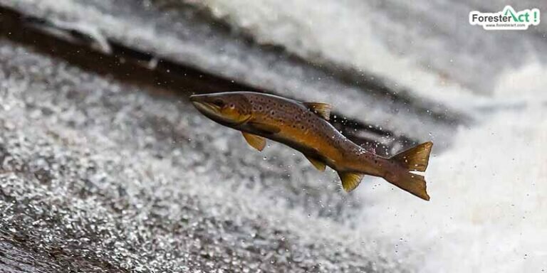 Salmon