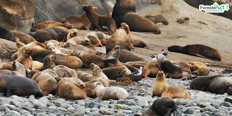Singa laut hidup berkelompok Singa laut hidup berkelompok
