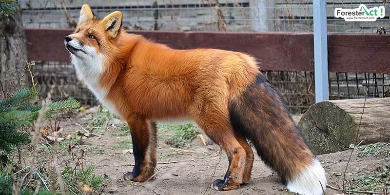Musang