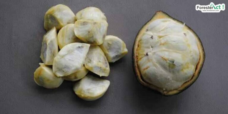 Buah kepayang