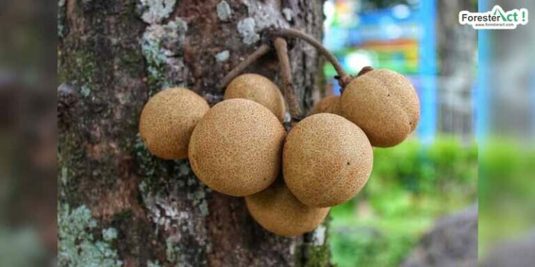 buah-kepel