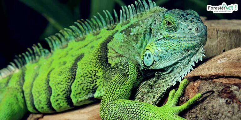 iguana