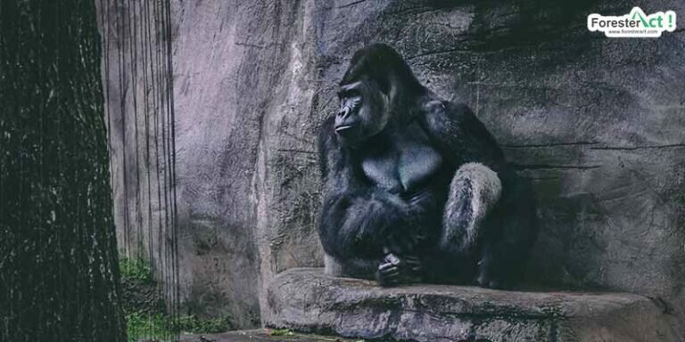 Gorilla-sit-besides-the-stone