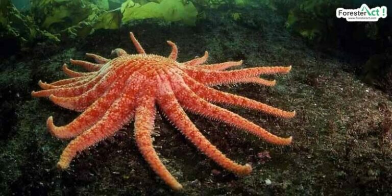Pycnopodia-helianthoides