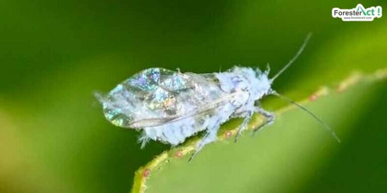 Eriosomatidae